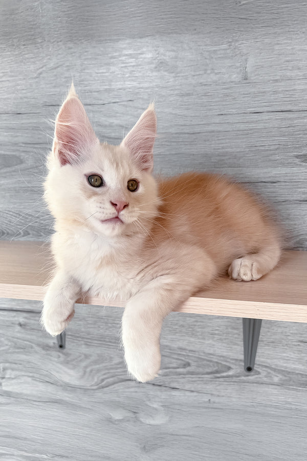 Peter | Maine Coon Kitten