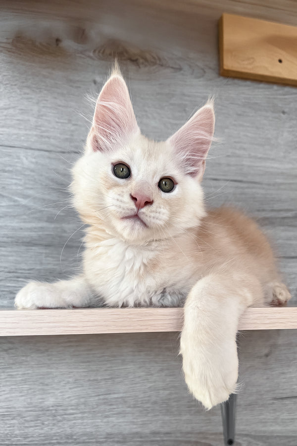 Peter | Maine Coon Kitten