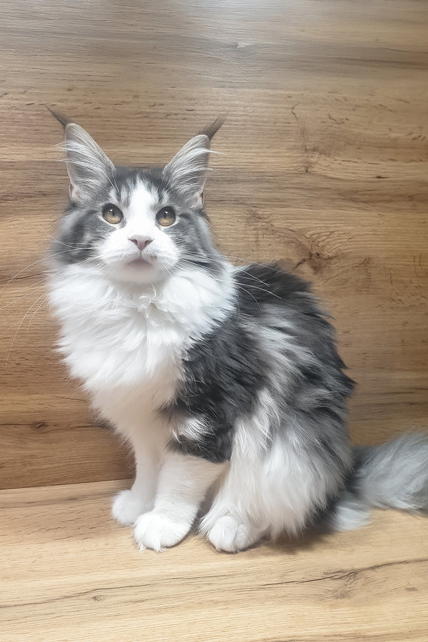 Antarktida | Maine Coon Kitten