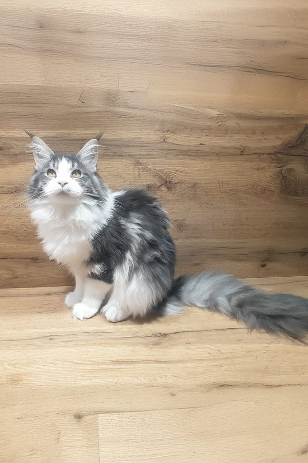 Antarktida | Maine Coon Kitten