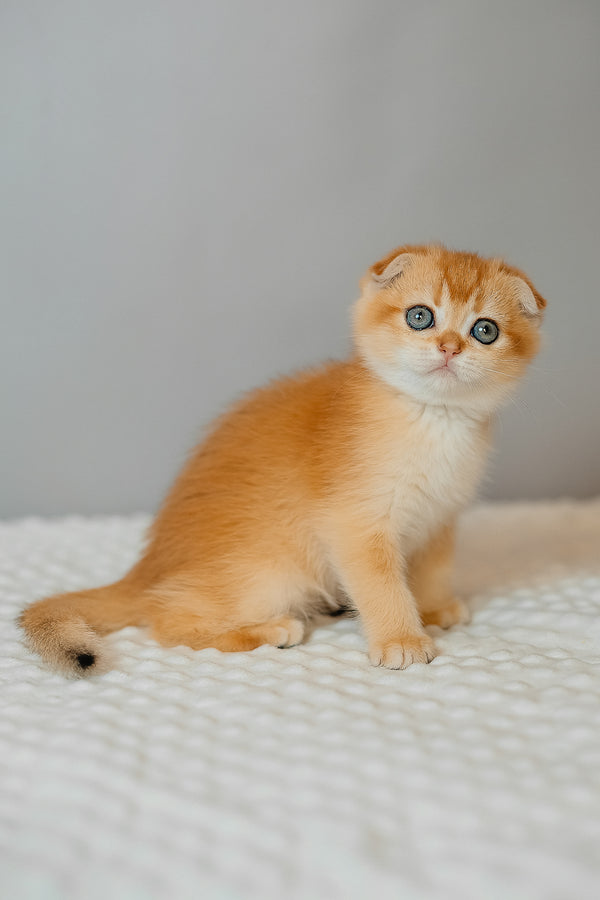 Diara | Scottish Fold Kitten