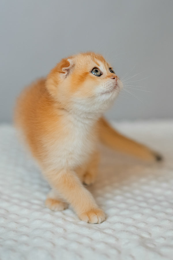 Diara | Scottish Fold Kitten
