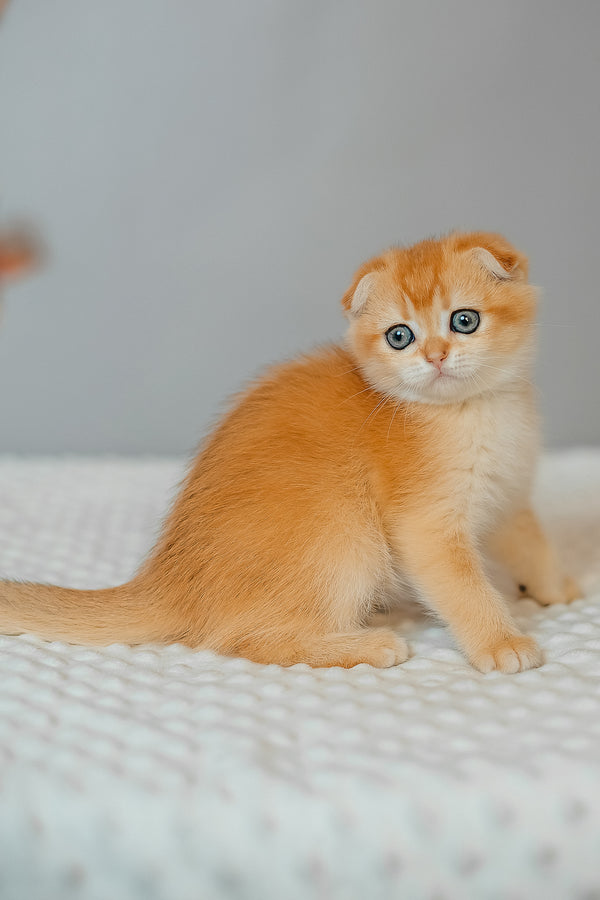 Diara | Scottish Fold Kitten