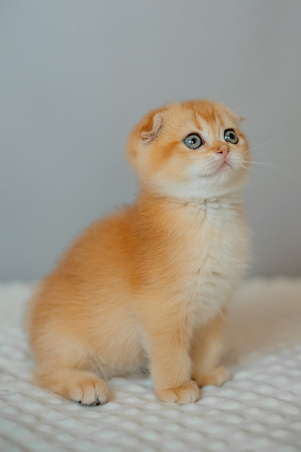 Diara | Scottish Fold Kitten