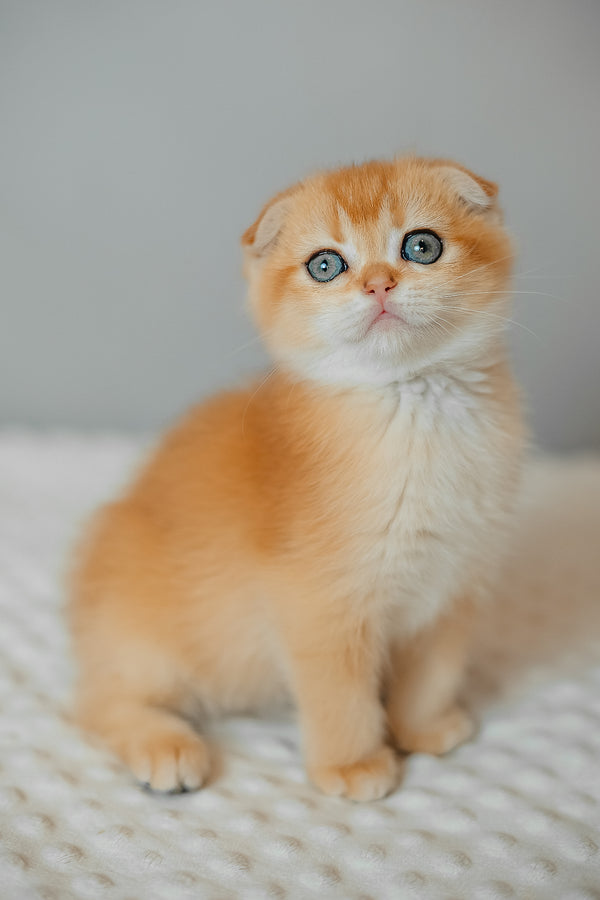Diara | Scottish Fold Kitten