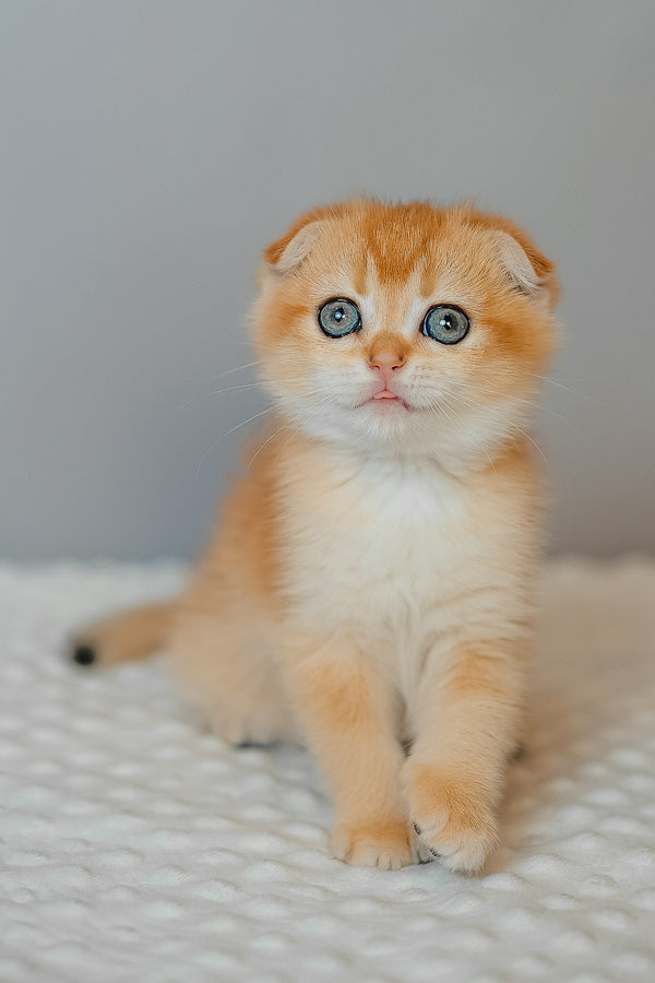 Diara | Scottish Fold Kitten