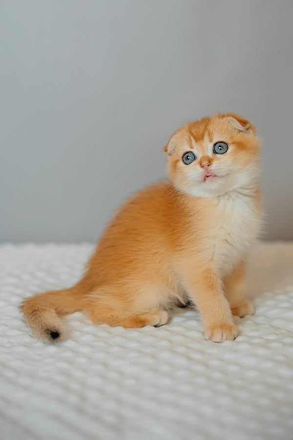 Diara | Scottish Fold Kitten