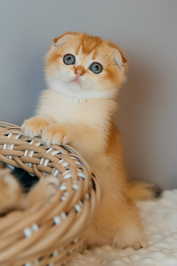 Diara | Scottish Fold Kitten