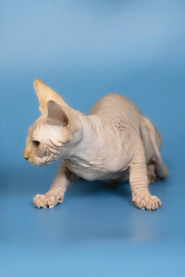 Edward | Canadian Sphynx Kitten