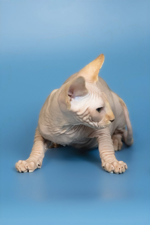 Edward | Canadian Sphynx Kitten