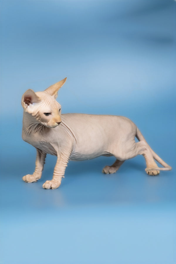 Edward | Canadian Sphynx Kitten