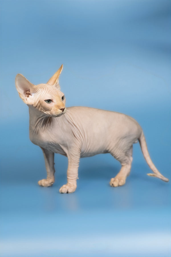 Edward | Canadian Sphynx Kitten