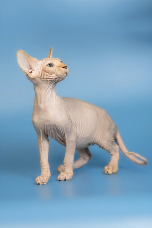 Edward | Canadian Sphynx Kitten