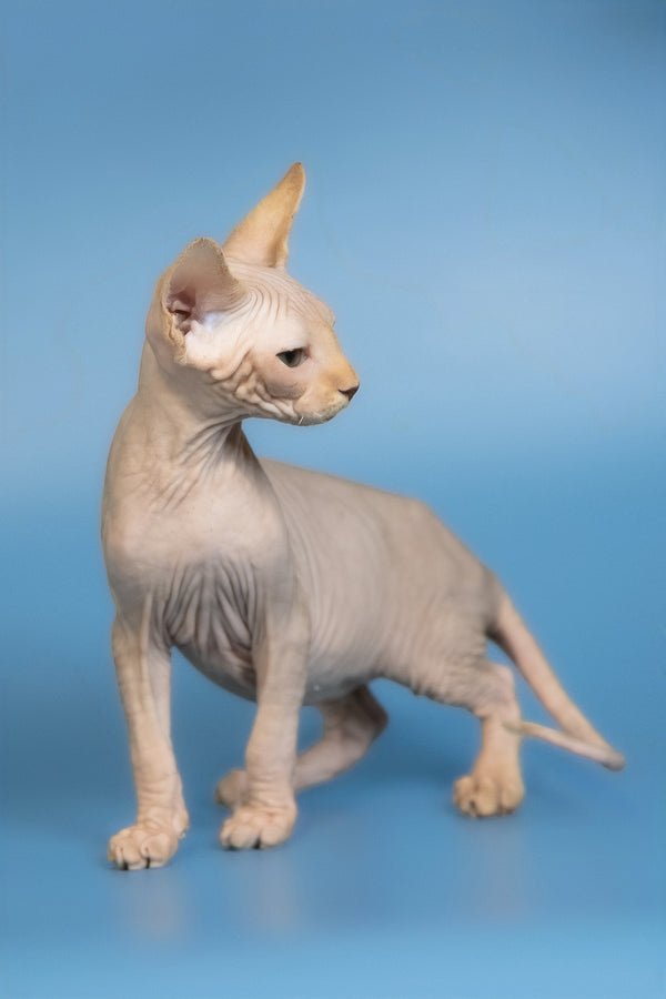 Edward | Canadian Sphynx Kitten