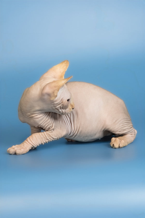 Edward | Canadian Sphynx Kitten