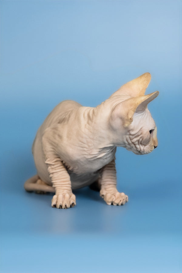 Edward | Canadian Sphynx Kitten