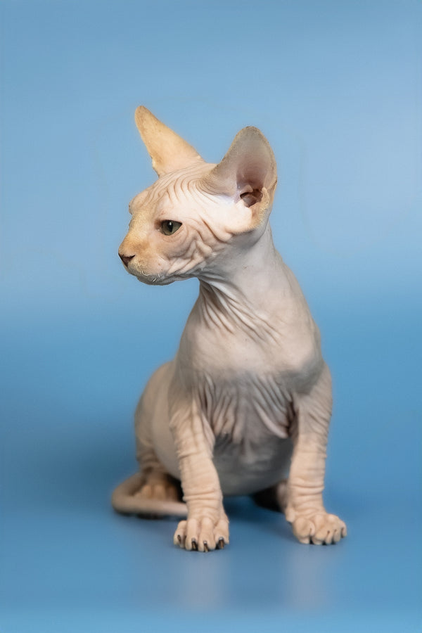 Edward | Canadian Sphynx Kitten