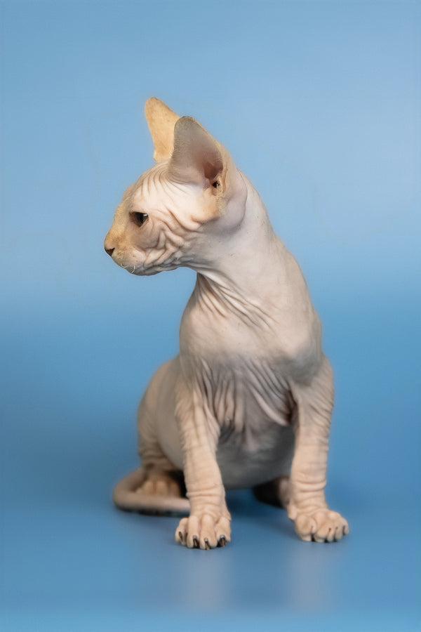 Edward | Canadian Sphynx Kitten