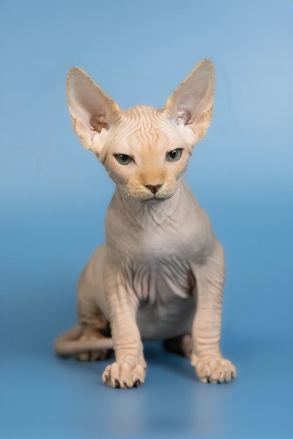 Edward | Canadian Sphynx Kitten