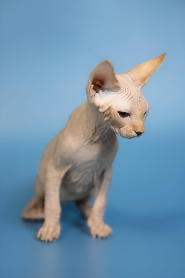 Edward | Canadian Sphynx Kitten