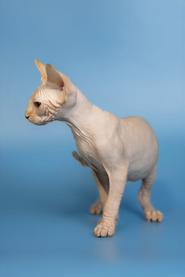 Edward | Canadian Sphynx Kitten