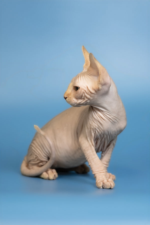 Edward | Canadian Sphynx Kitten