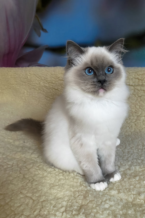 Adel | Ragdoll Kitten