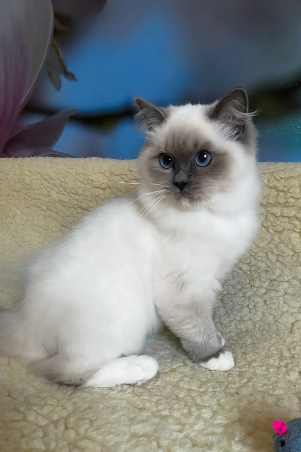 Adel | Ragdoll Kitten