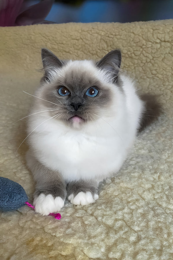 Adel | Ragdoll Kitten