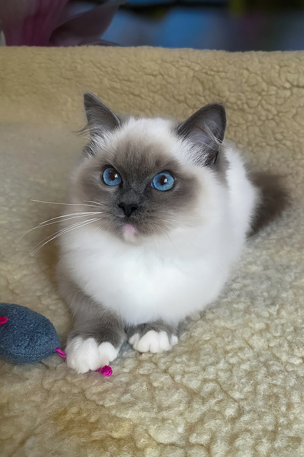 Adel | Ragdoll Kitten