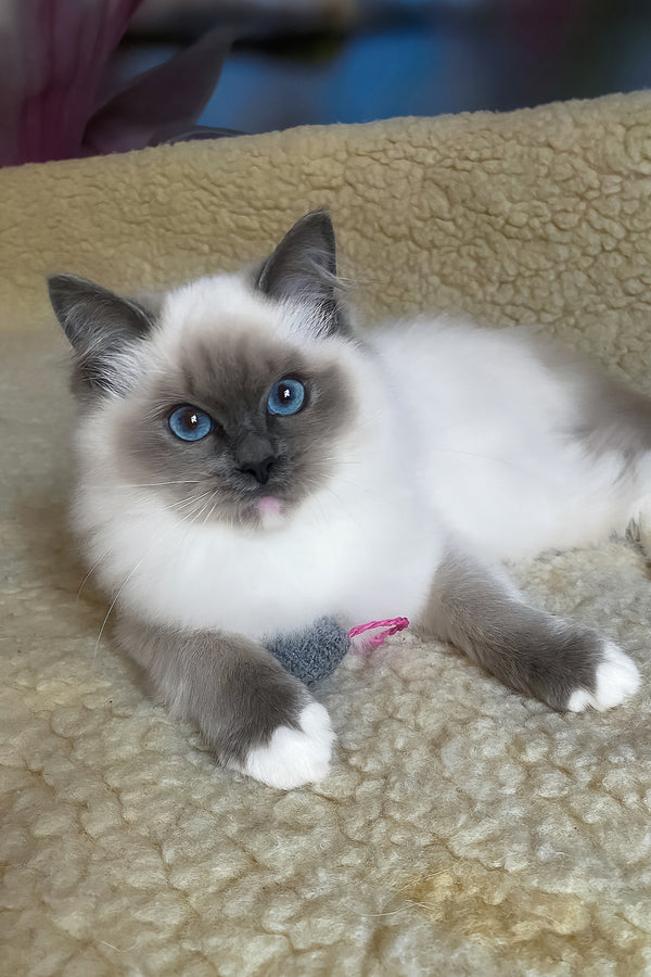 Adel | Ragdoll Kitten