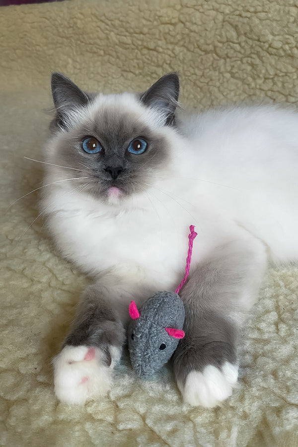 Adel | Ragdoll Kitten