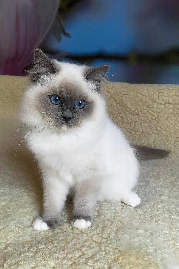 Adel | Ragdoll Kitten