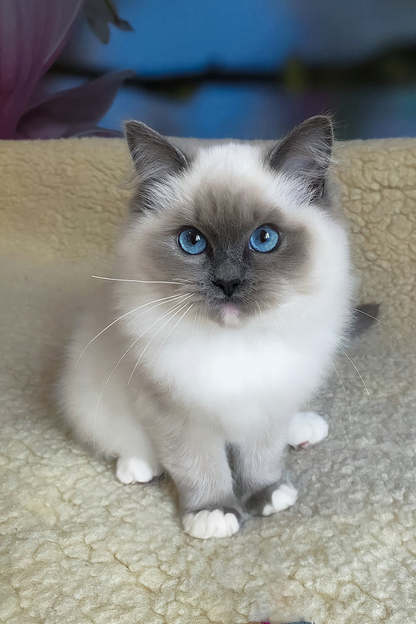 Adel | Ragdoll Kitten