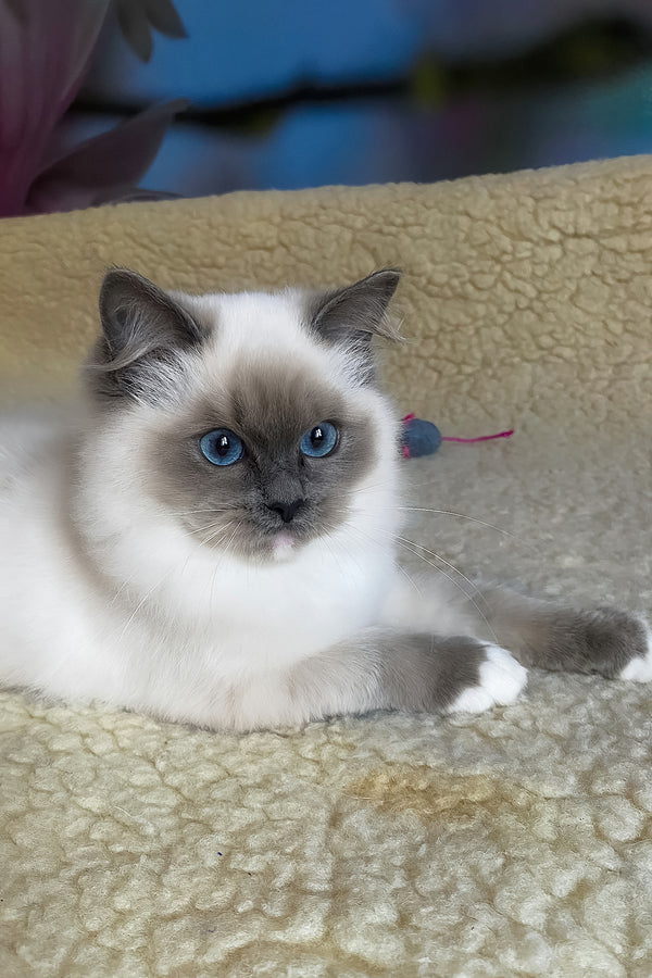 Adel | Ragdoll Kitten
