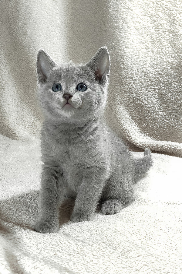 Fiona | Russian Blue Kitten