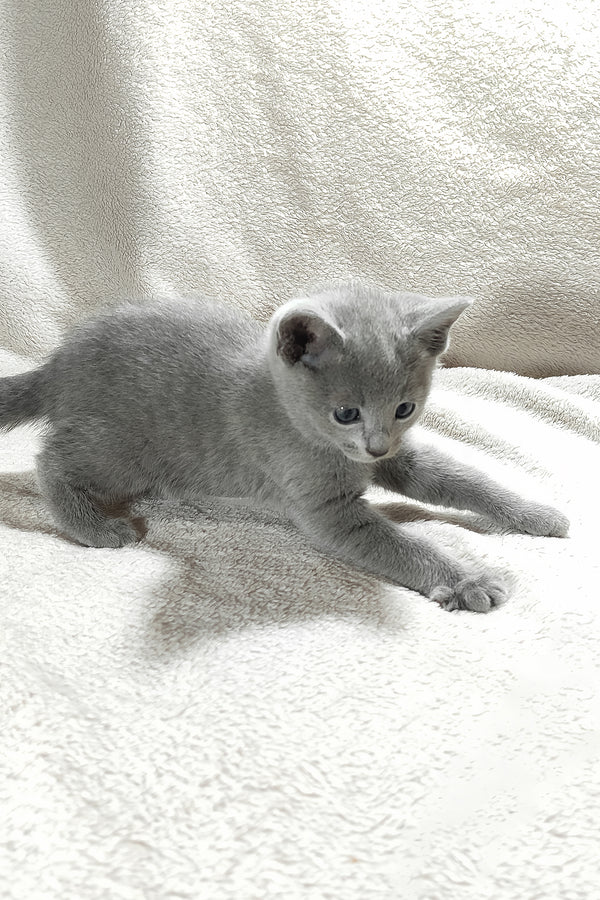Fiona | Russian Blue Kitten