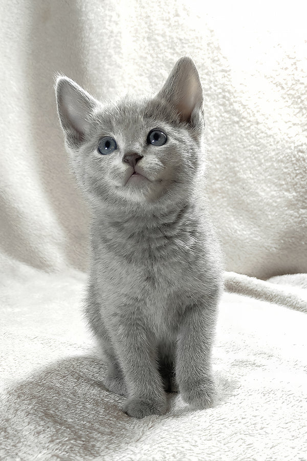 Fiona | Russian Blue Kitten