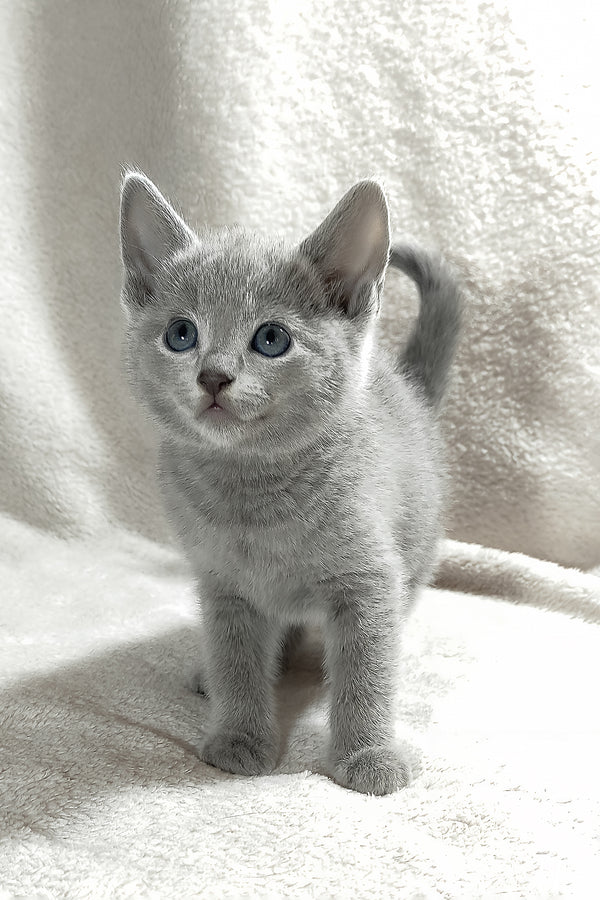 Fiona | Russian Blue Kitten