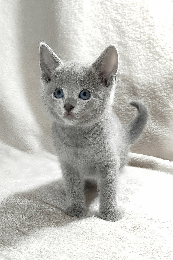 Fiona | Russian Blue Kitten