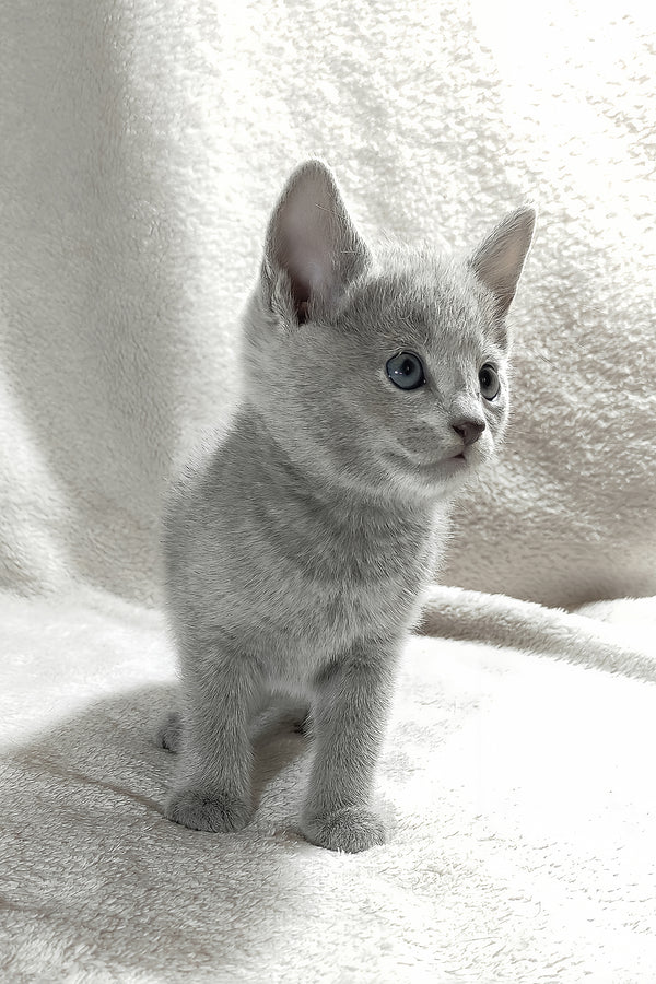 Fiona | Russian Blue Kitten