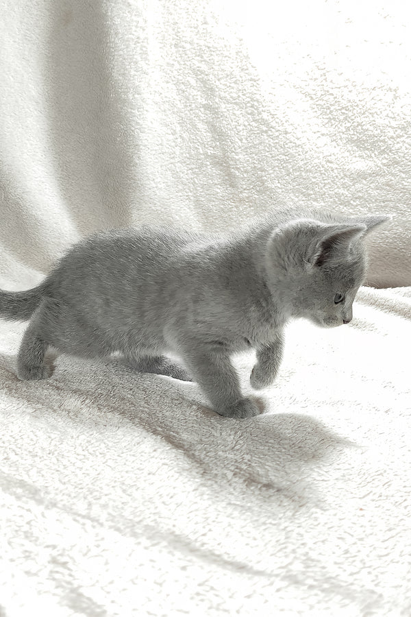 Fiona | Russian Blue Kitten