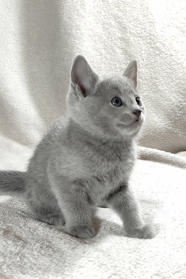 Fiona | Russian Blue Kitten