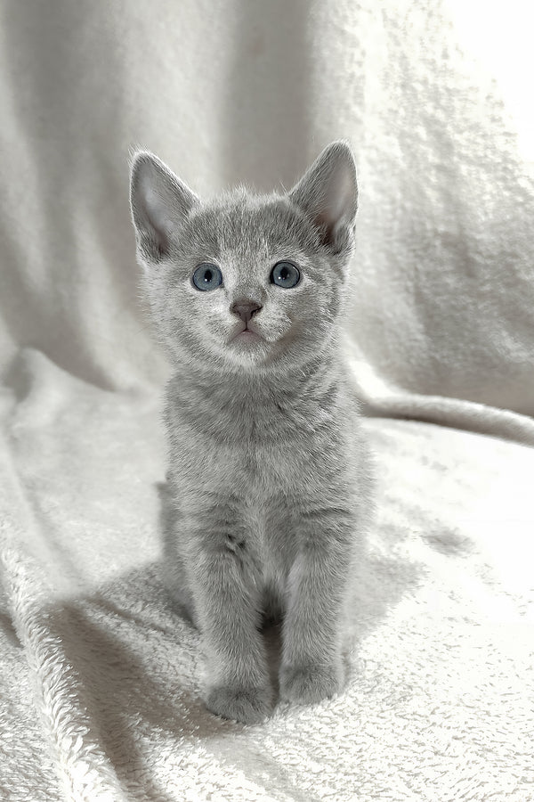 Fiona | Russian Blue Kitten