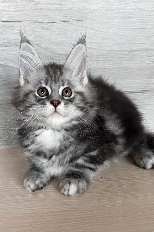Silena | Maine Coon Kitten