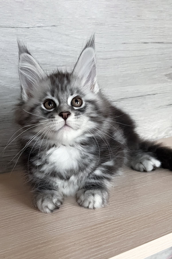 Silena | Maine Coon Kitten