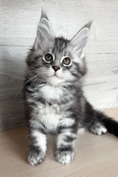 Silena | Maine Coon Kitten