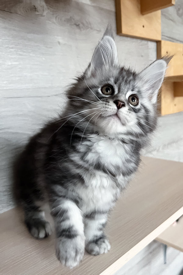 Silena | Maine Coon Kitten