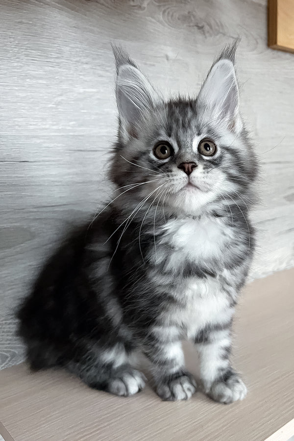 Silena | Maine Coon Kitten