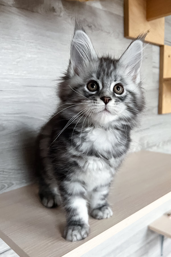 Silena | Maine Coon Kitten